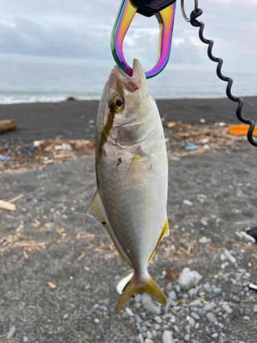 ショゴの釣果