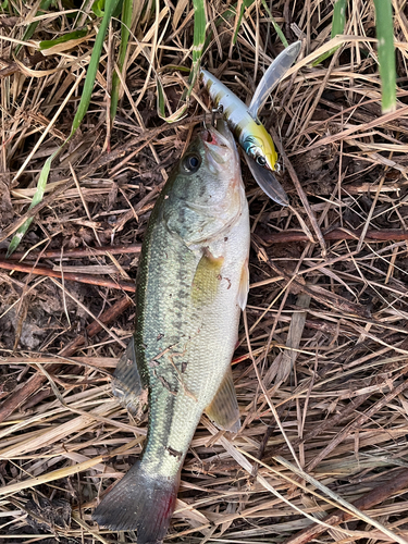 ラージマウスバスの釣果