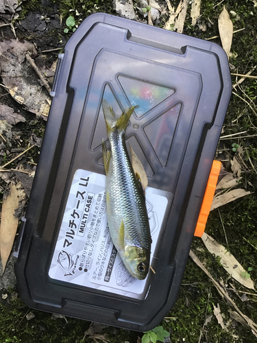 カワムツの釣果