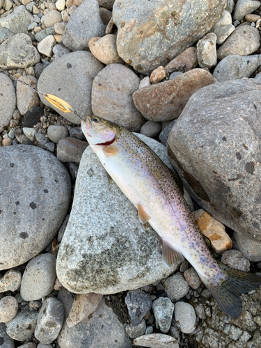 ニジマスの釣果