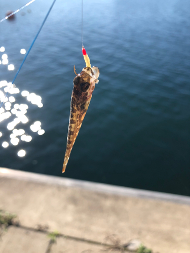 ハゼの釣果