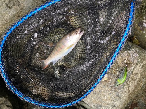 酒匂川（山北地区）で釣れたニジマスの釣り・釣果情報 - アングラーズ