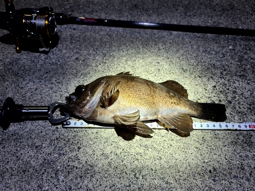 クロメバルの釣果