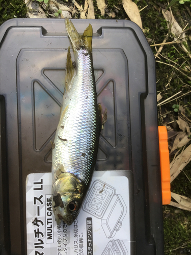 カワムツの釣果