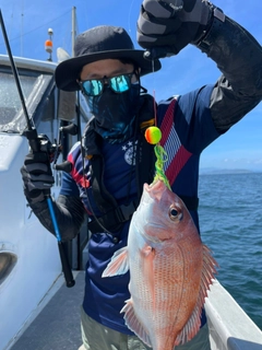 マダイの釣果