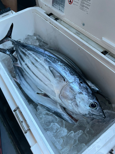 カツオの釣果