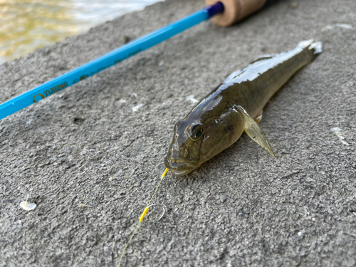 マハゼの釣果