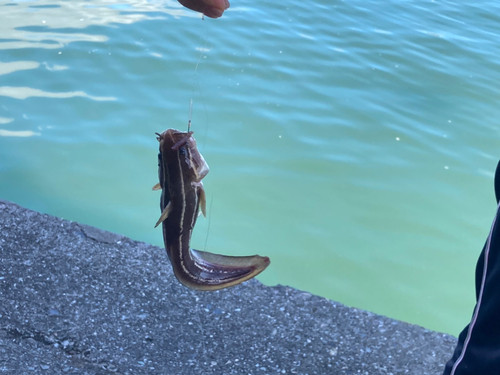 ゴンズイの釣果