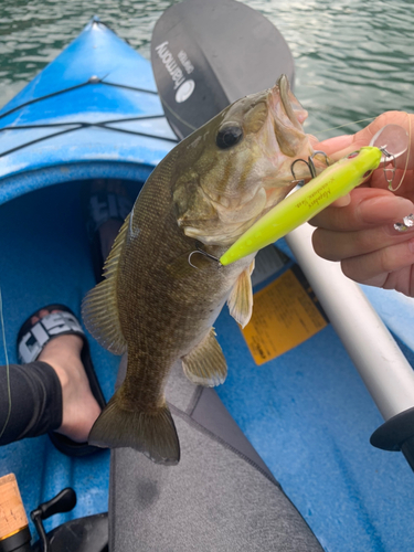 スモールマウスバスの釣果