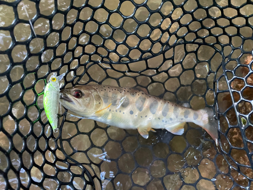 アマゴの釣果