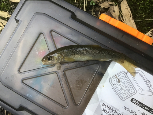 タカハヤの釣果