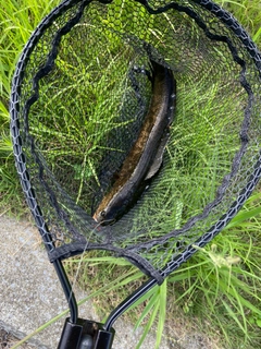 ライギョの釣果