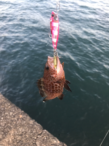 オオモンハタの釣果