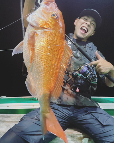 マダイの釣果