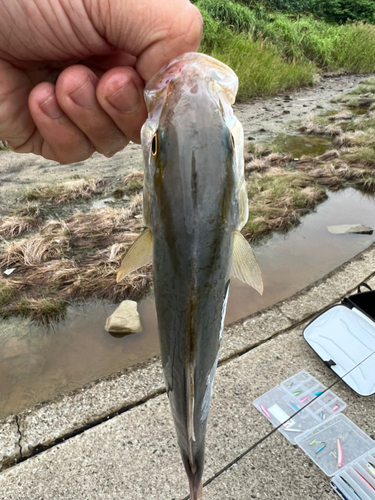 ネリゴの釣果