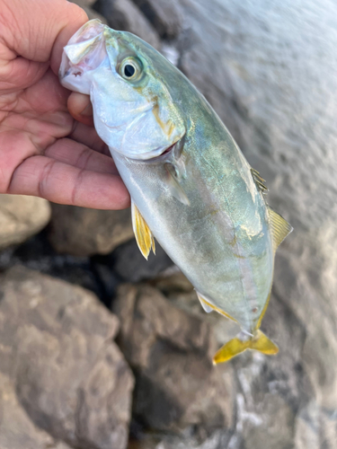 ツバスの釣果