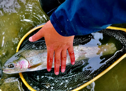 ニジマスの釣果