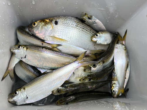 コノシロの釣果