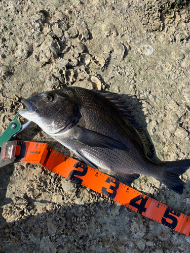 クロダイの釣果