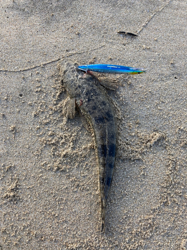 マゴチの釣果