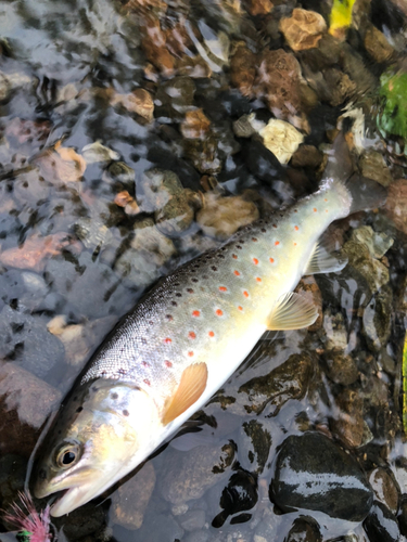 ブラウントラウトの釣果