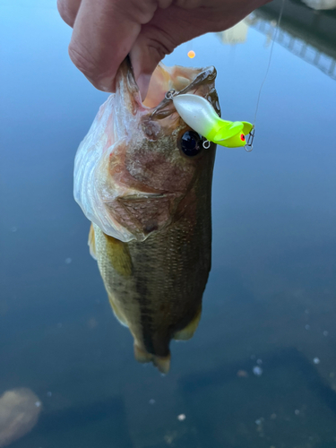 ラージマウスバスの釣果