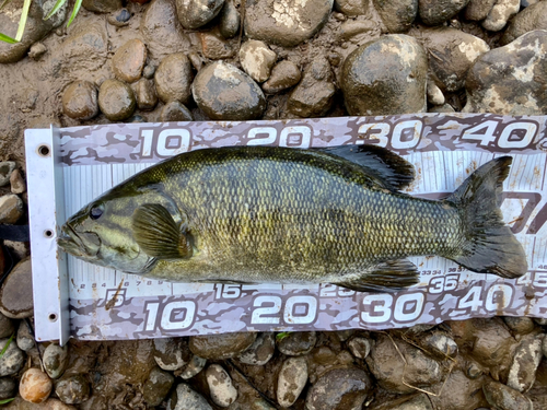 スモールマウスバスの釣果