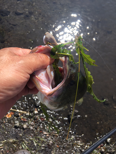 ブラックバスの釣果