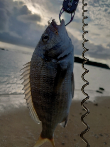 ミナミクロダイの釣果