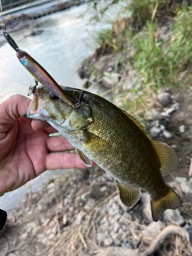 スモールマウスバスの釣果