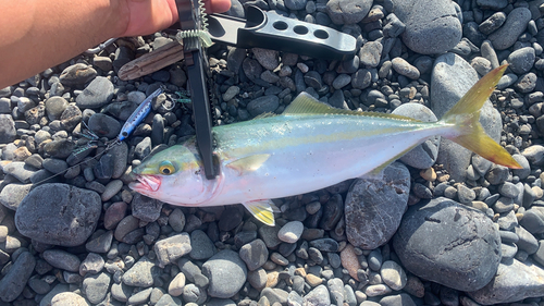 ワカシの釣果