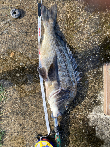 クロダイの釣果