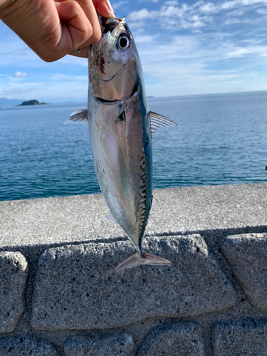 ソウダガツオの釣果