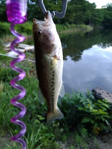 ラージマウスバスの釣果