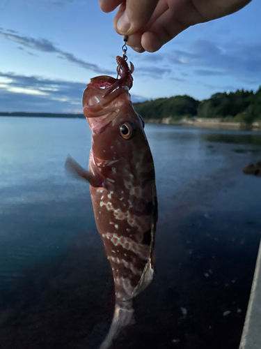 キジハタの釣果