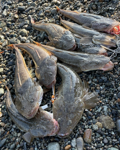 マゴチの釣果