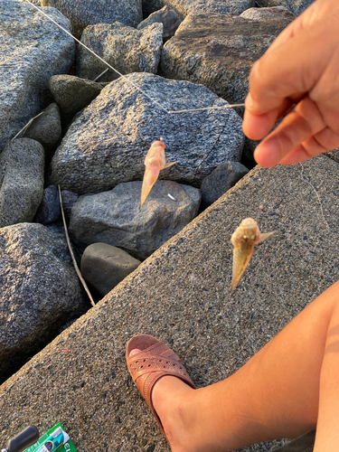 ハゼの釣果