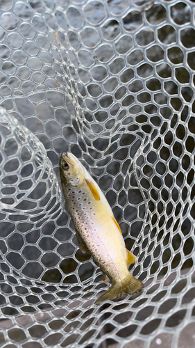 ブラウントラウトの釣果