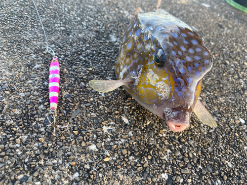 ハコフグの釣果