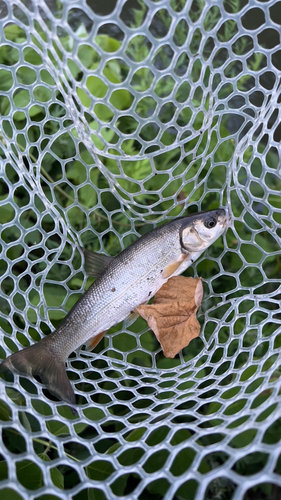 ウグイの釣果