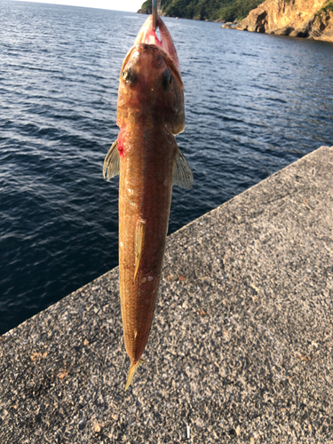 エソの釣果