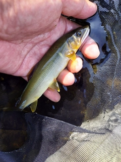 アユの釣果