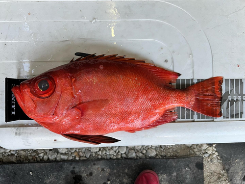 チカメキントキの釣果