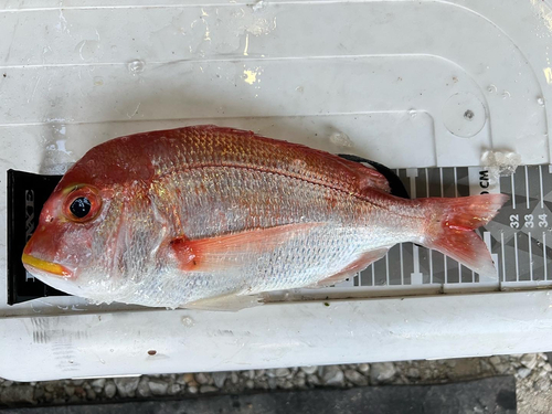 レンコダイの釣果