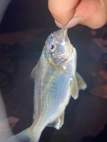 ダイミョウサギの釣果