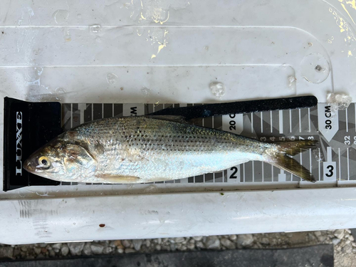 コノシロの釣果