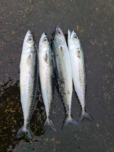 サバの釣果