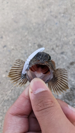 シロギスの釣果