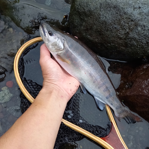 アマゴの釣果