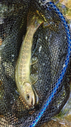 イワナの釣果